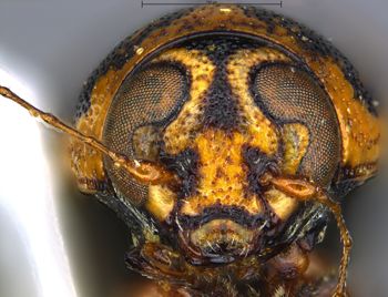 Media type: image;   Entomology 772857 Aspect: head frontal view